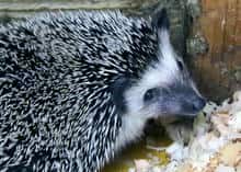 ヨツユビハリネズミ